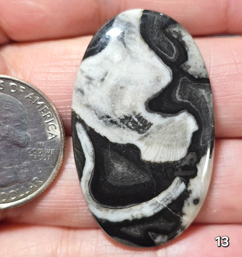 #13 Orthoceras Fossil