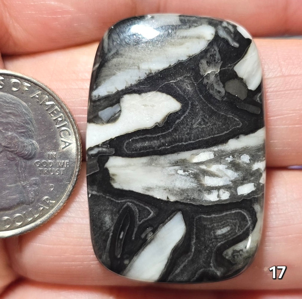 #17 Orthoceras Fossil