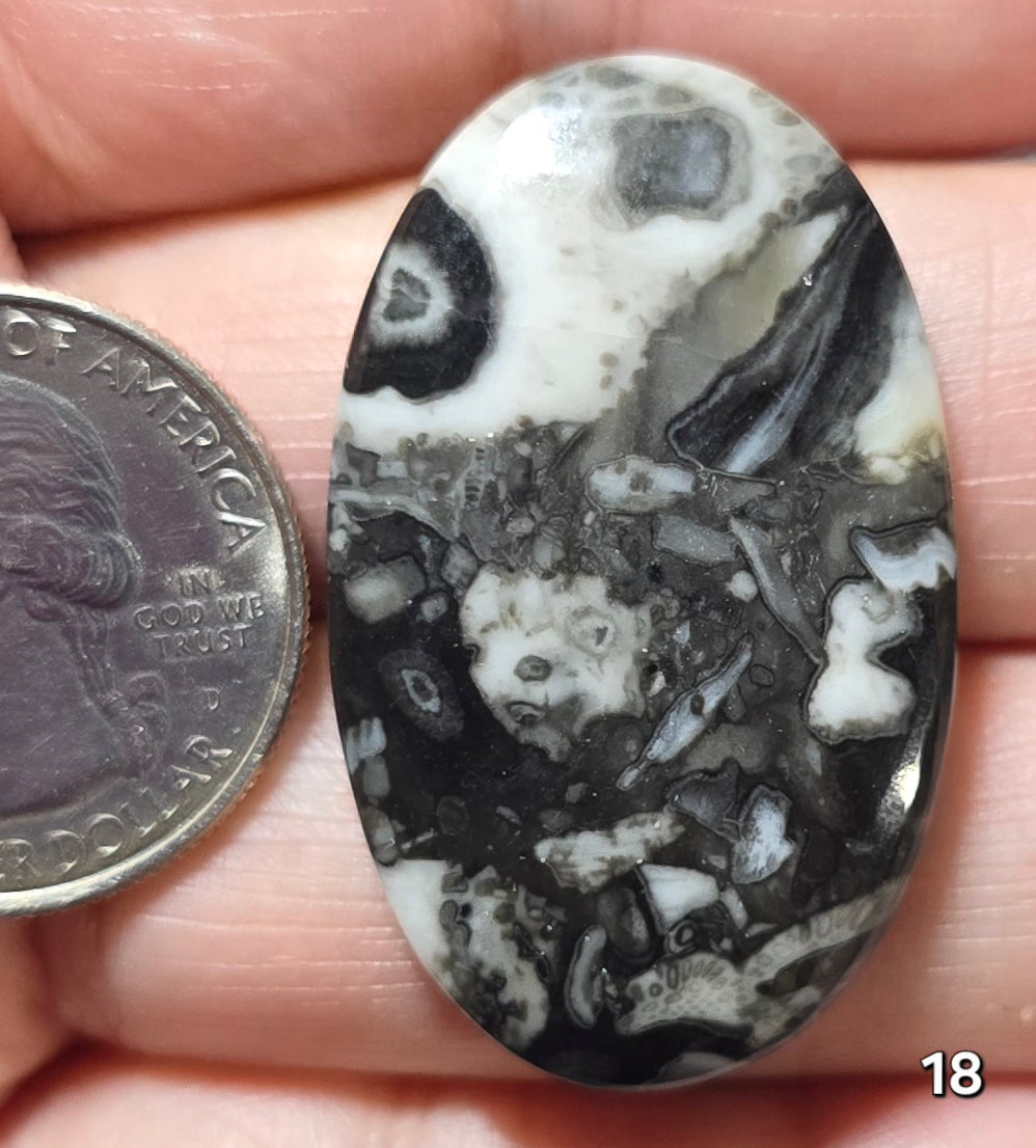 #18 Orthoceras Fossil