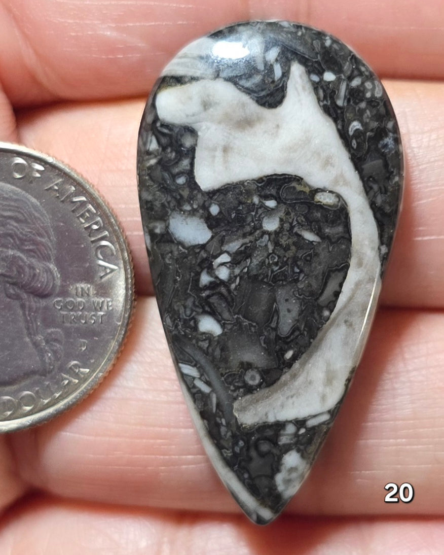 #20 Orthoceras Fossil