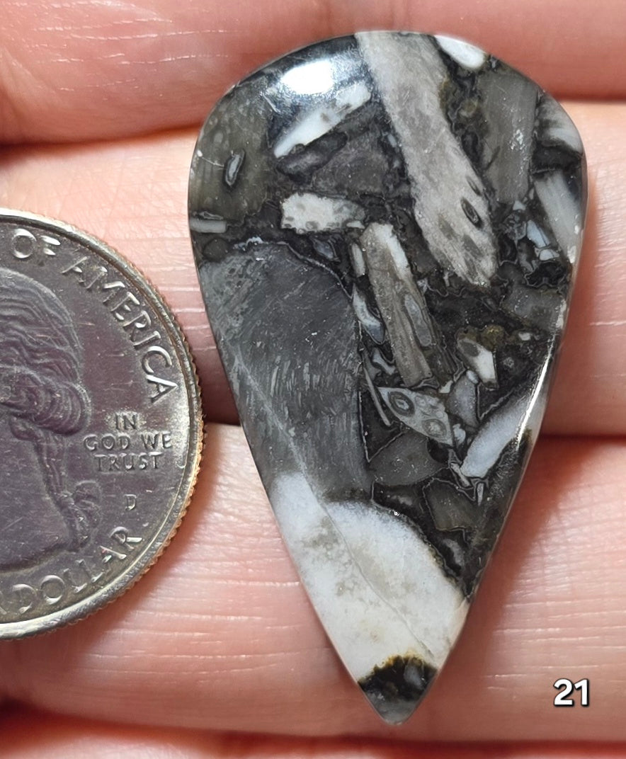 #21 Orthoceras Fossil