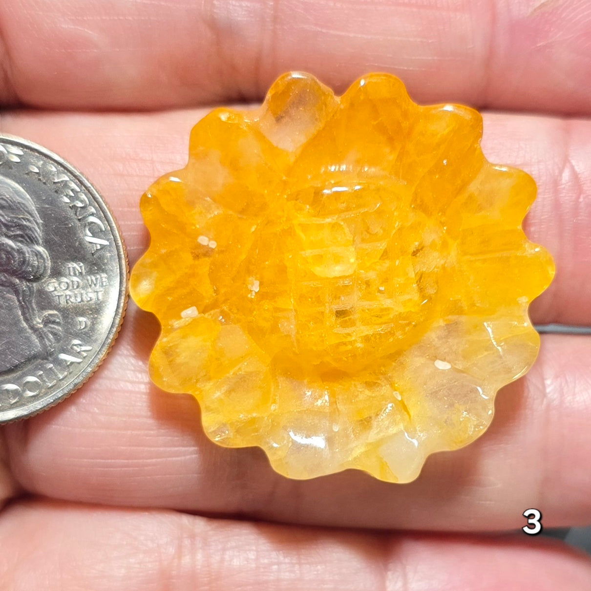 #3 Golden Healer Sunflower