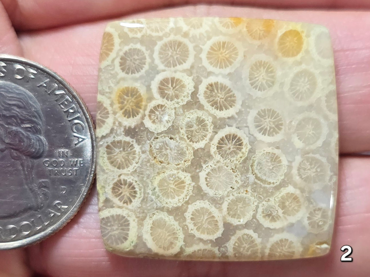 #2 Fossil Coral