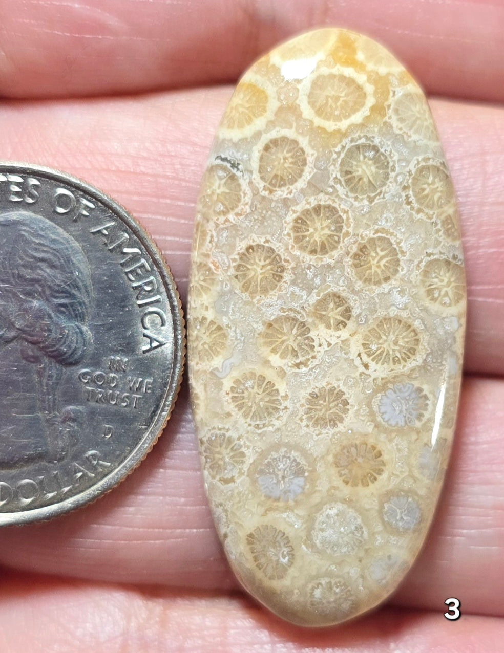 #3 Fossil Coral