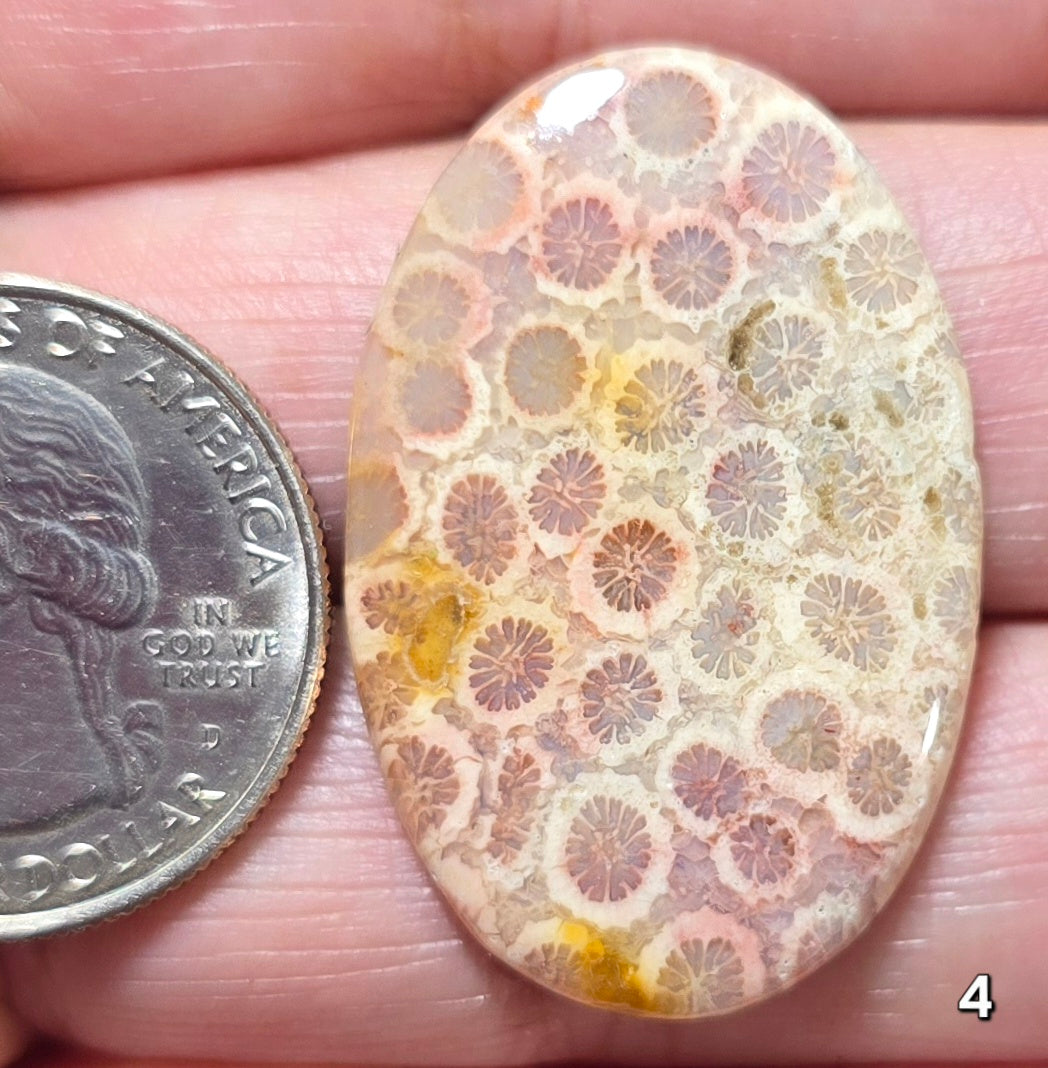 #4 Fossil Coral