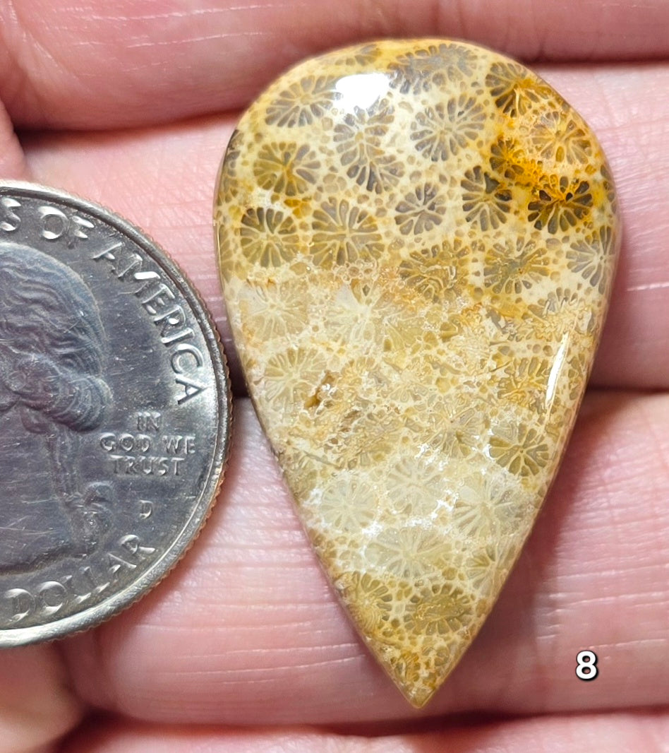 #8 Fossil Coral