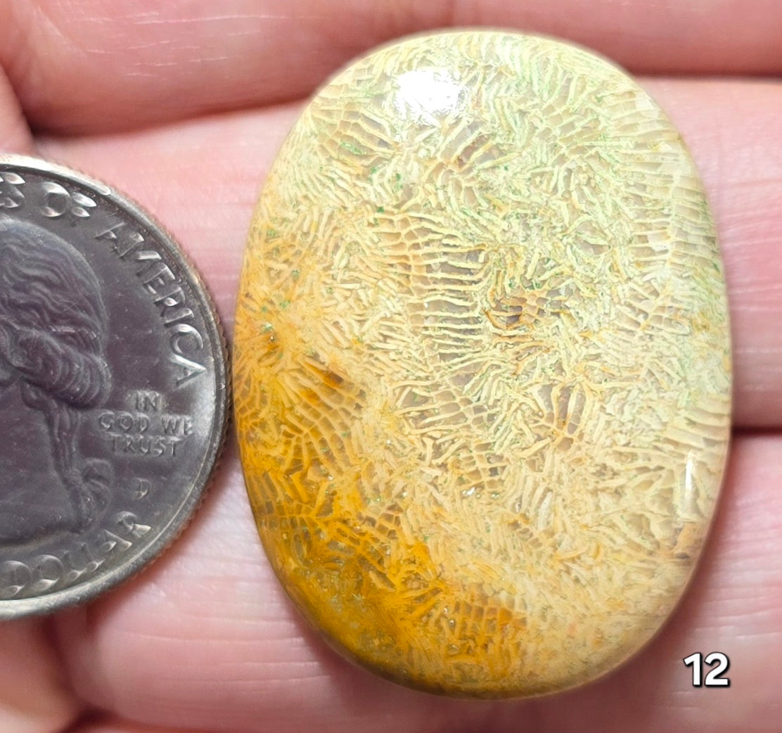 #12 Fossil Coral