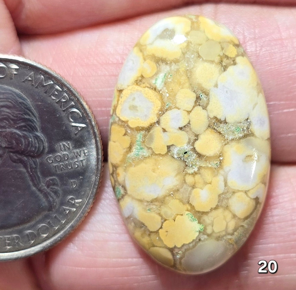 #20 Honeycomb Fossil Coral