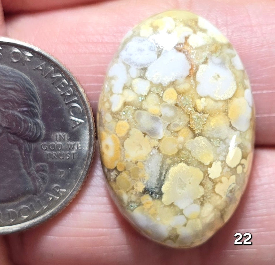 #22 Honeycomb Fossil Coral