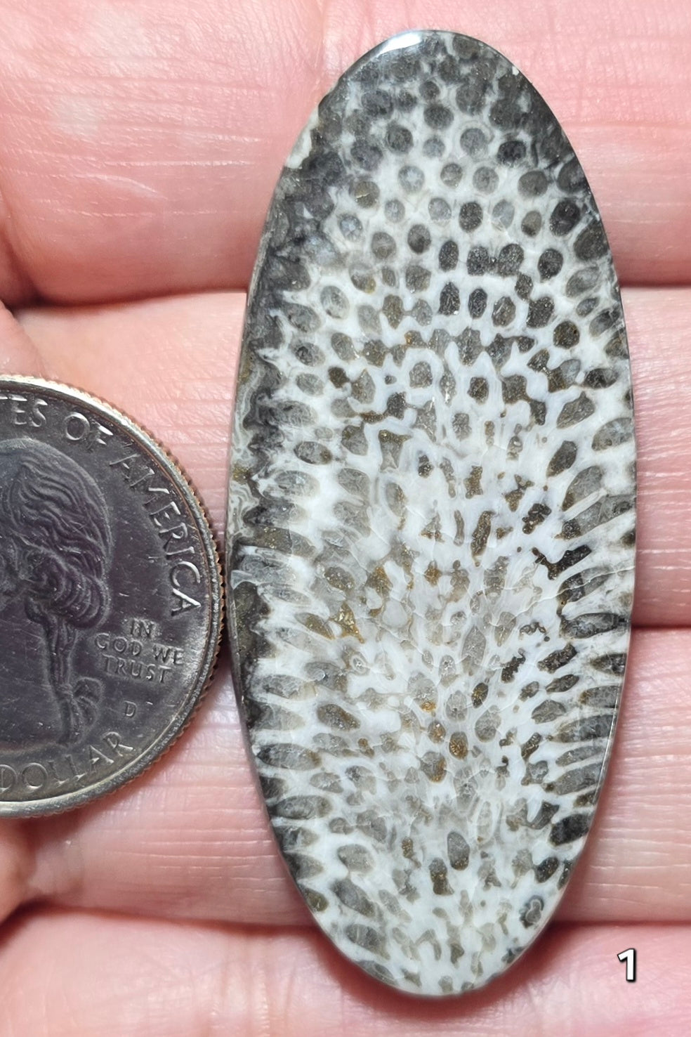#1 Black Fossil Coral