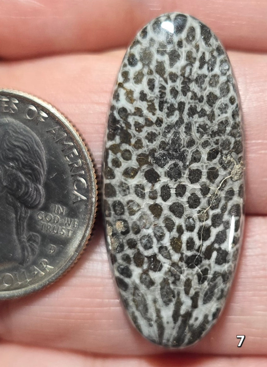 #7 Black Fossil Coral