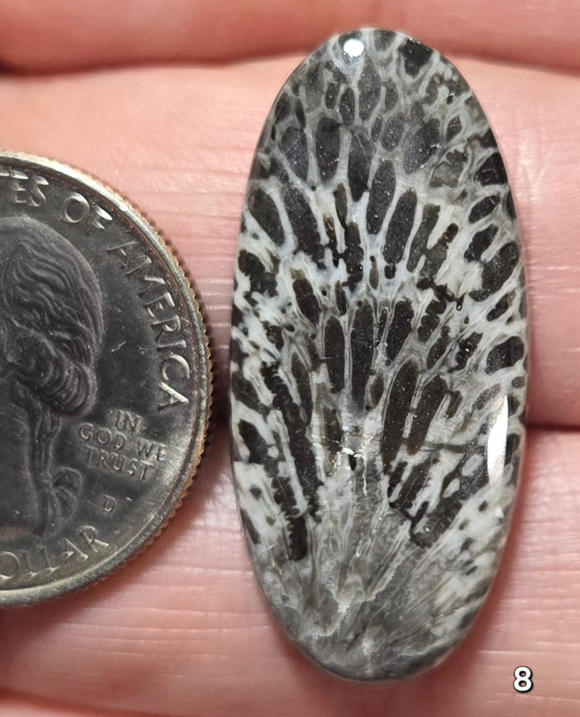 #8 Black Fossil Coral