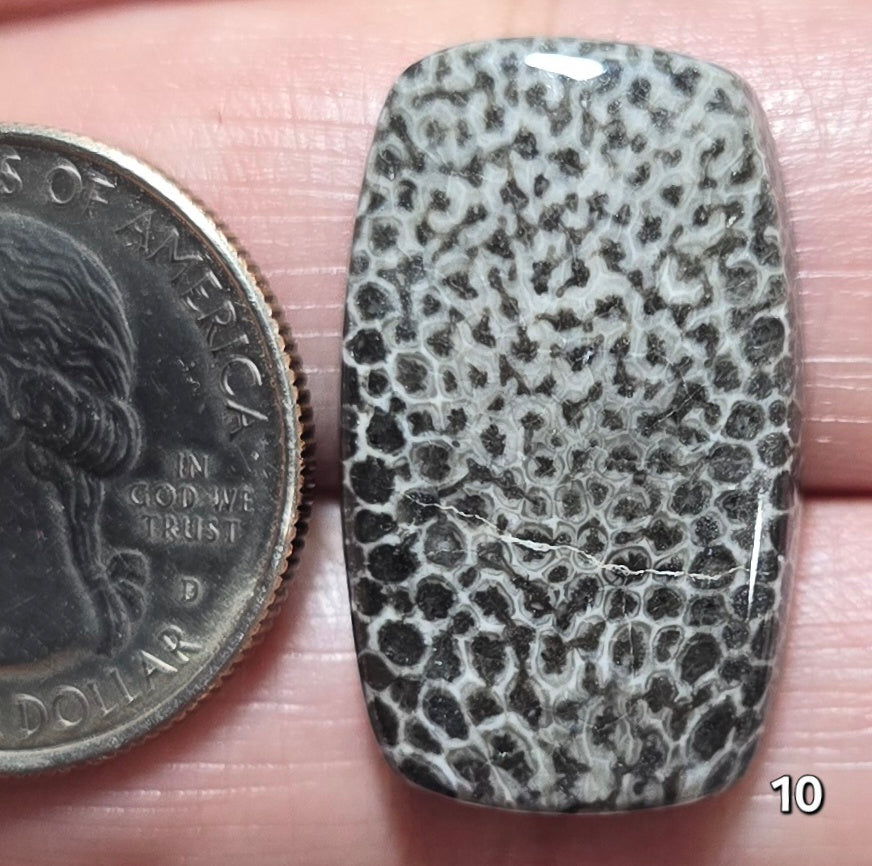 #10 Black Fossil Coral