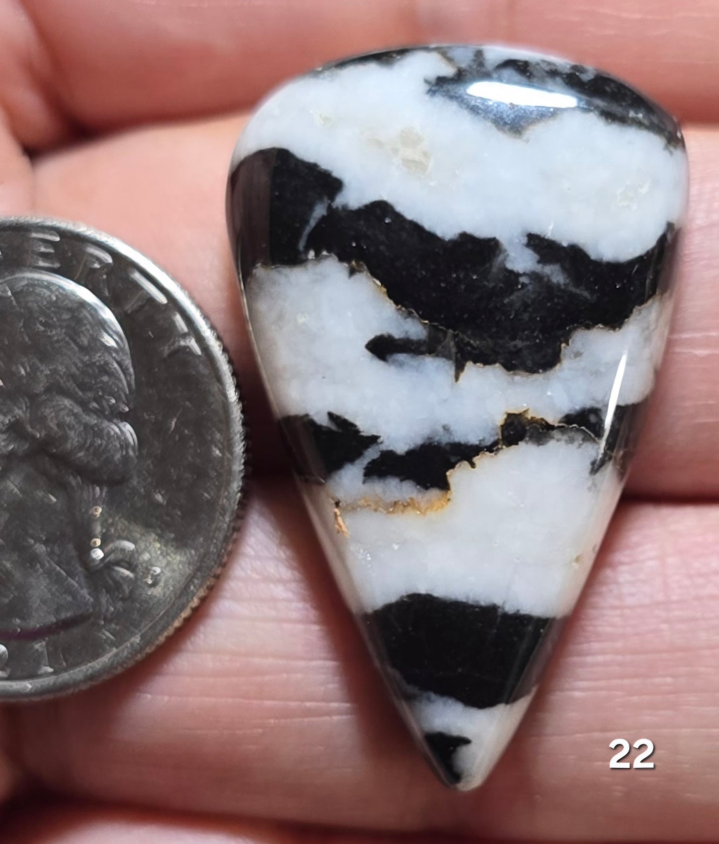 #22 Zebra Jasper