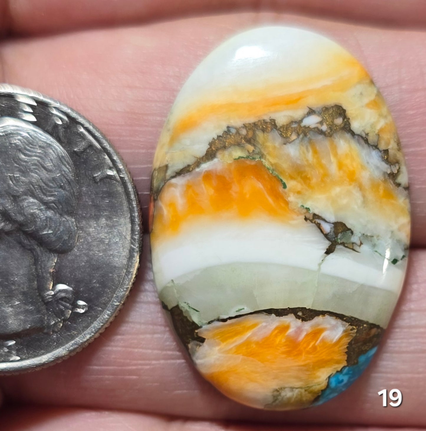 #19 Spiny Oyster Turquoise Cabochons