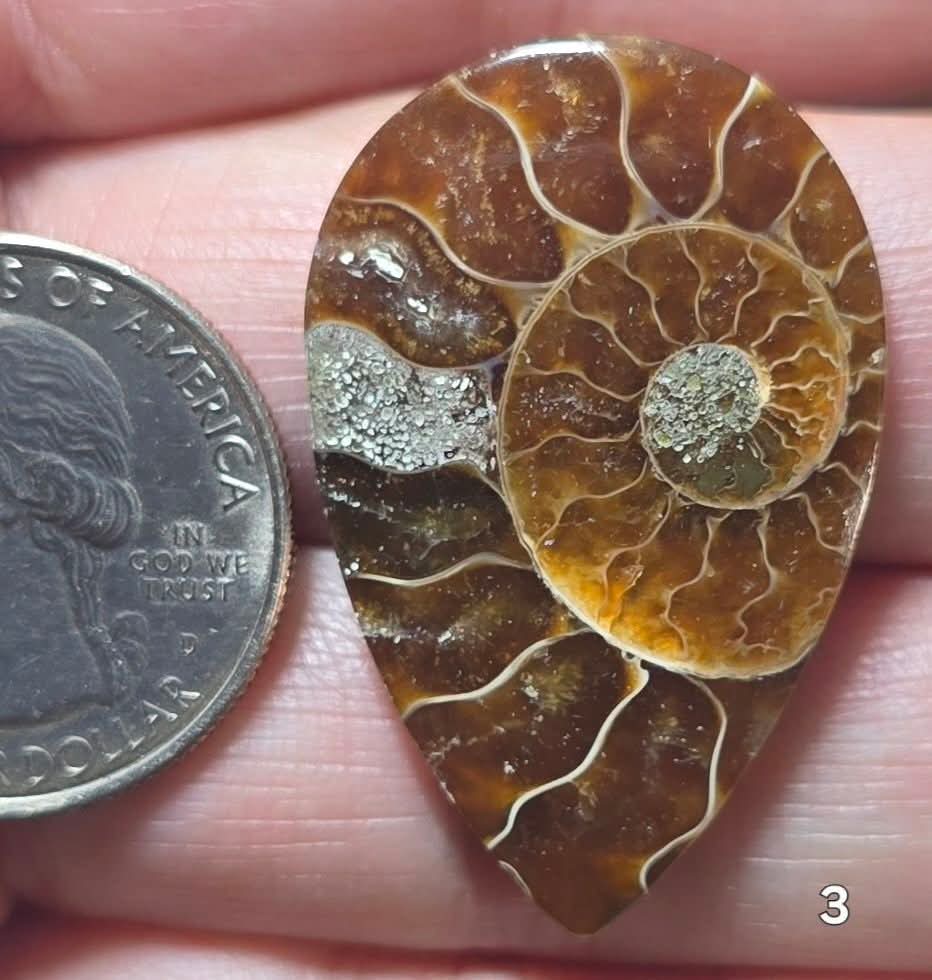 #3 Ammonite Fossil