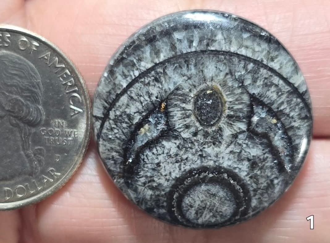 #1 Orthoceras Fossil