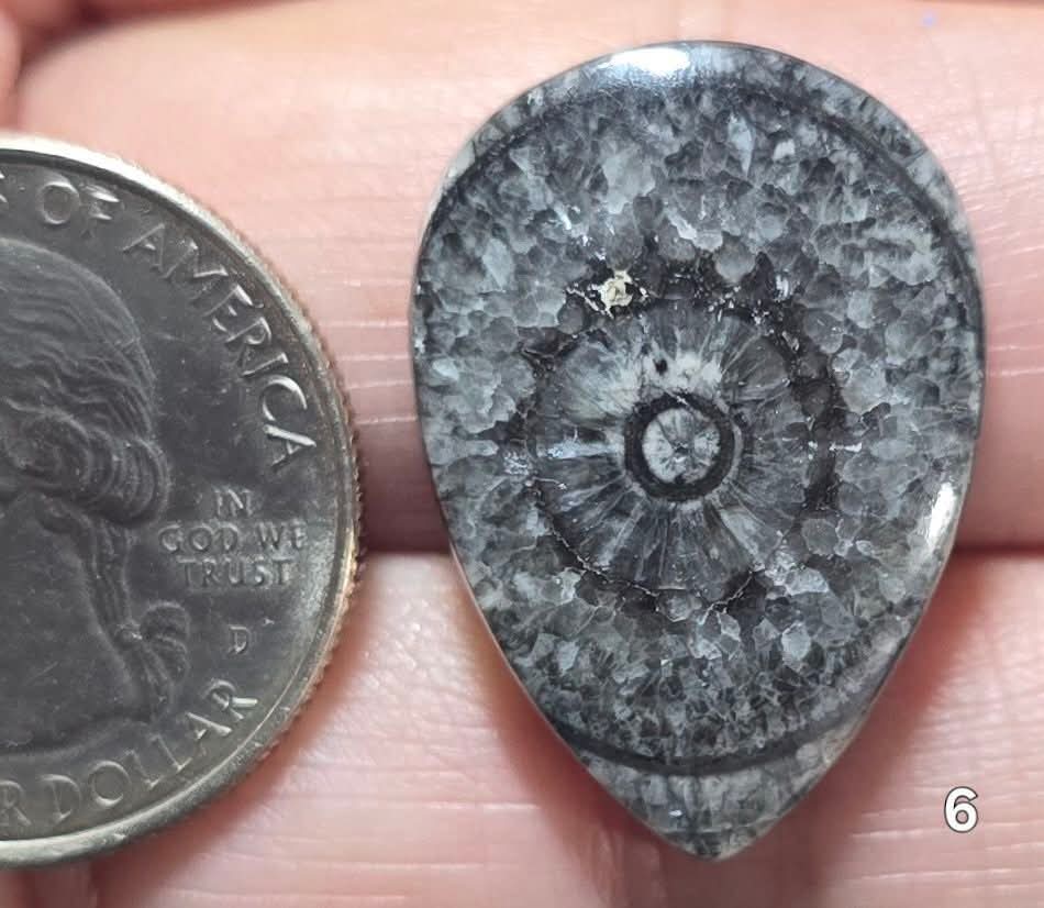 #6 Orthoceras Fossil