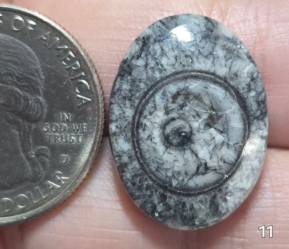 #11 Orthoceras Fossil