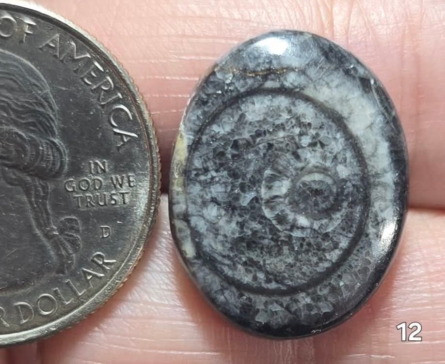 #12 Orthoceras Fossil