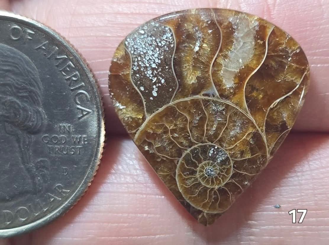#17 Ammonite Fossil