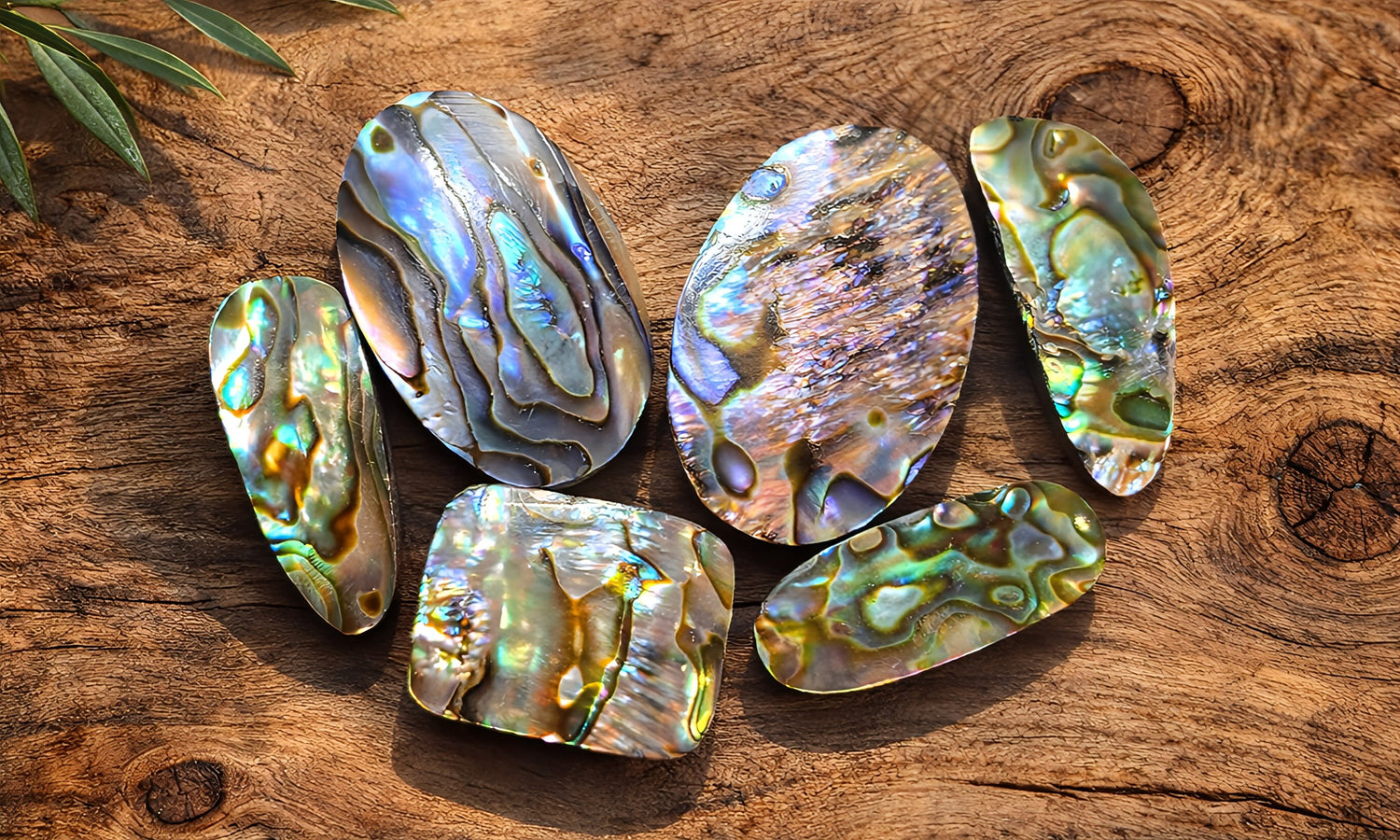 Abalone Shell