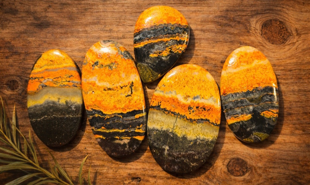 Bumblebee Jasper