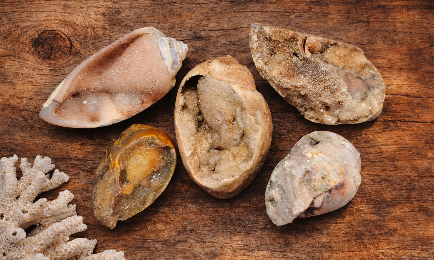 Fossilized Druzy Spiralite Shells
