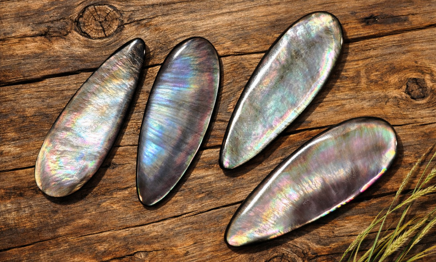 Black Lip Mother-of-Pearl