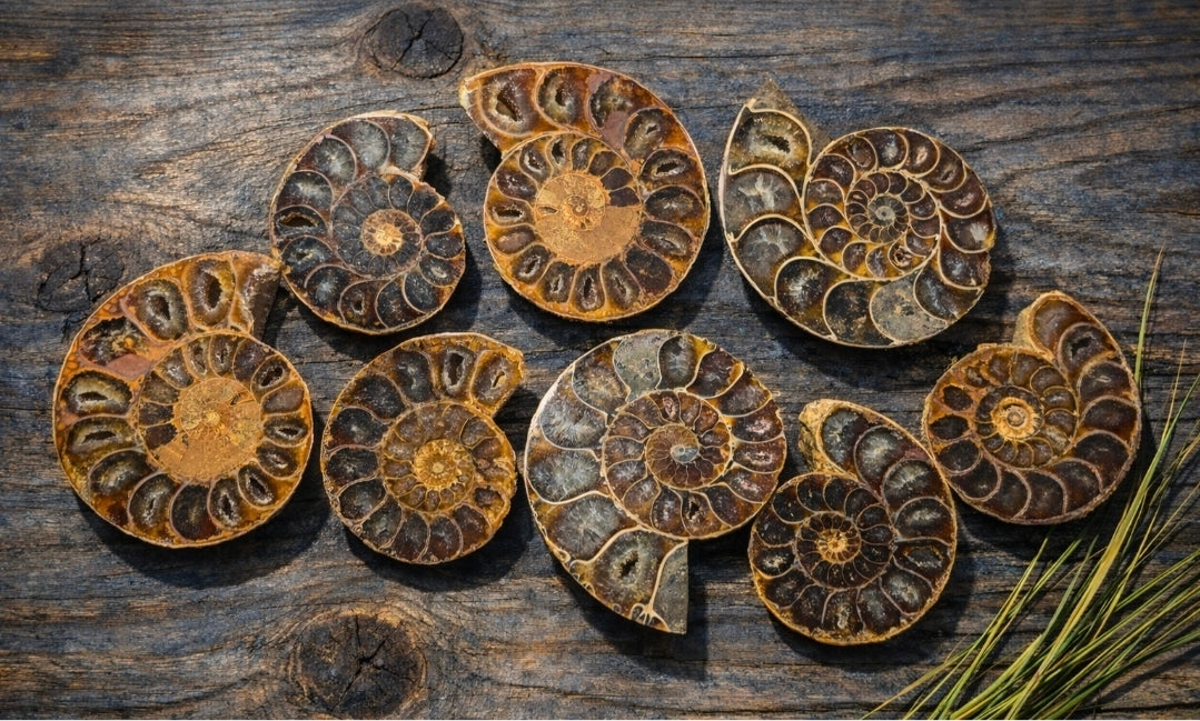 Ammonite Fossil Slices
