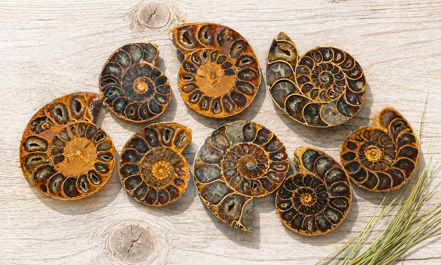 Ammonite Fossil Slices