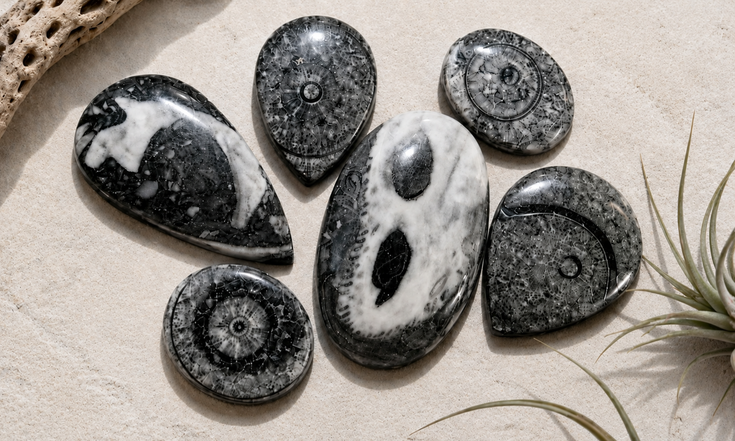 Orthoceras Fossil Cabochons