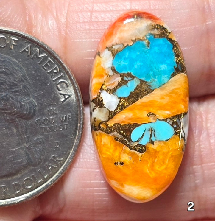 #2 Spiny Oyster Turquoise