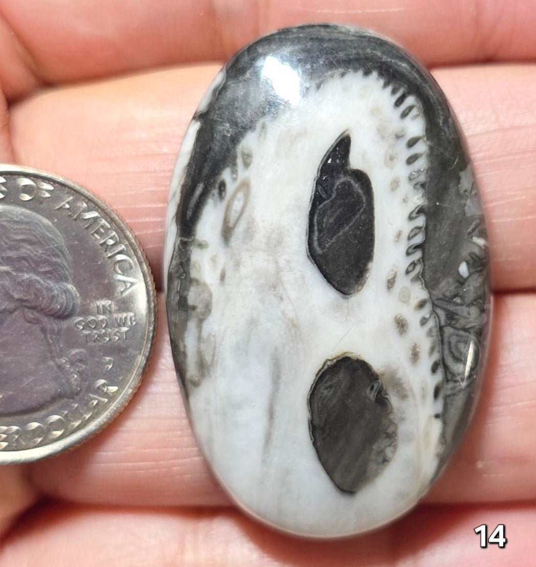 #14 Orthoceras Fossil