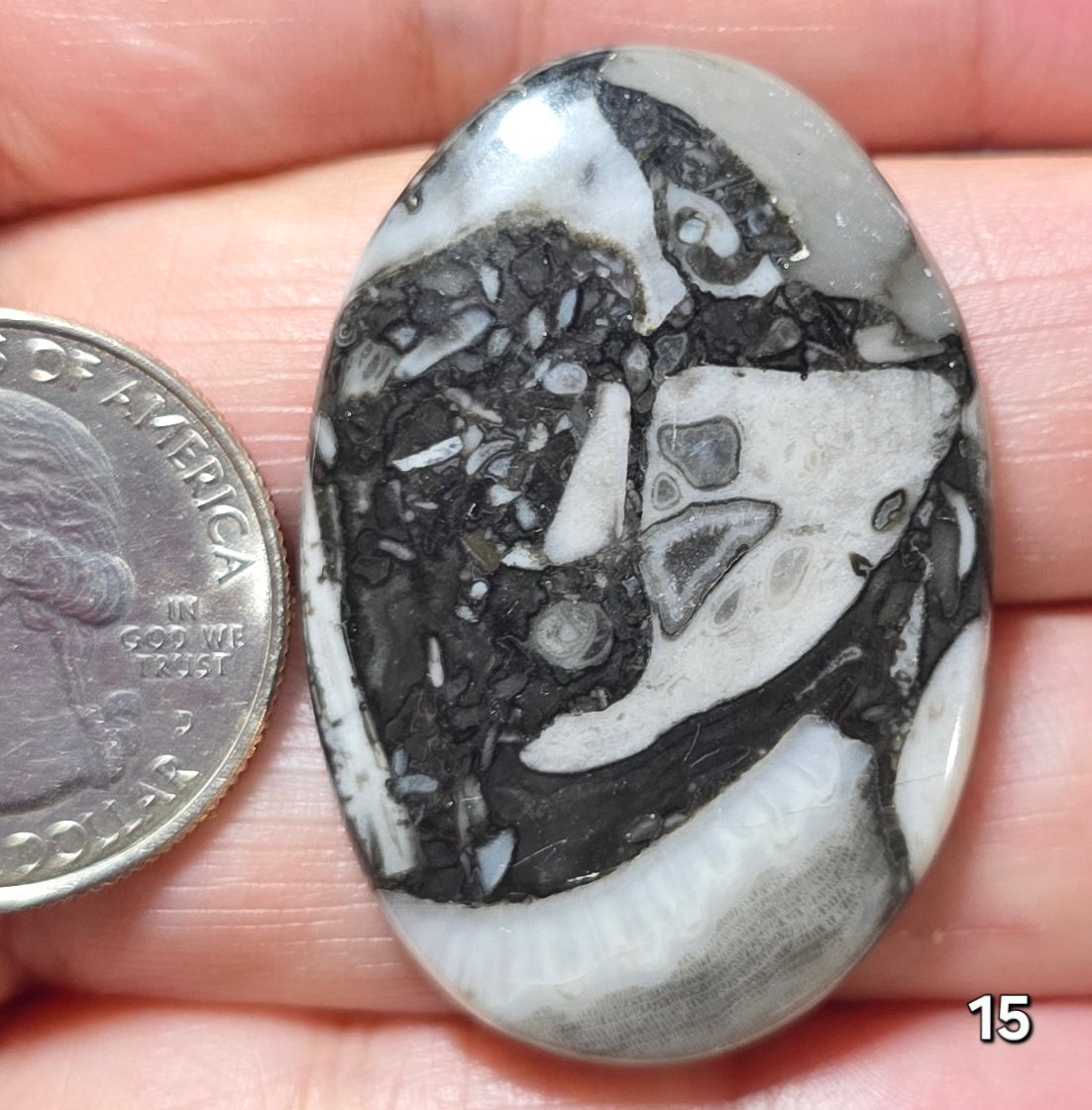 #15 Orthoceras Fossil