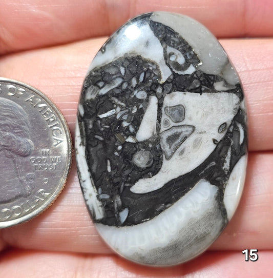 #15 Orthoceras Fossil