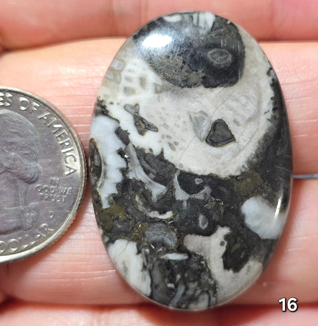 #16 Orthoceras Fossil