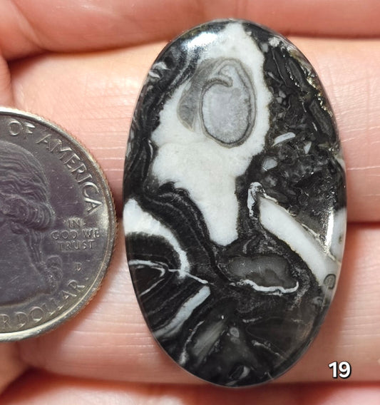 #19 Orthoceras Fossil