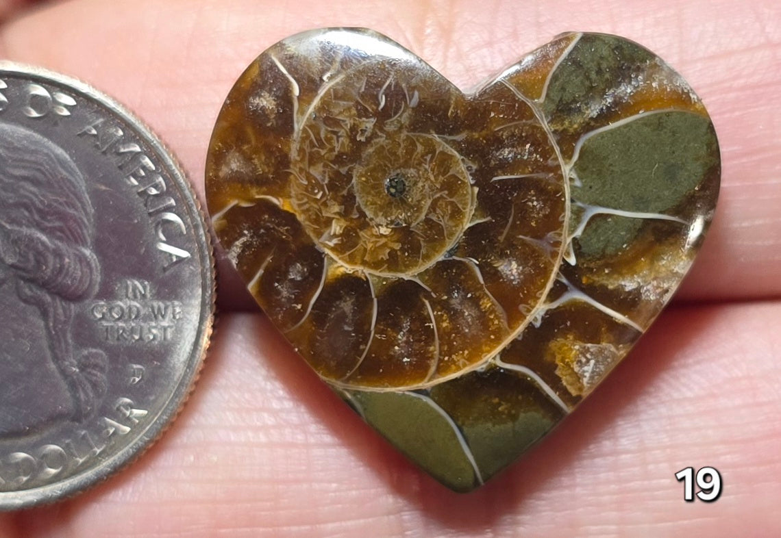 #19 Ammonite Fossil