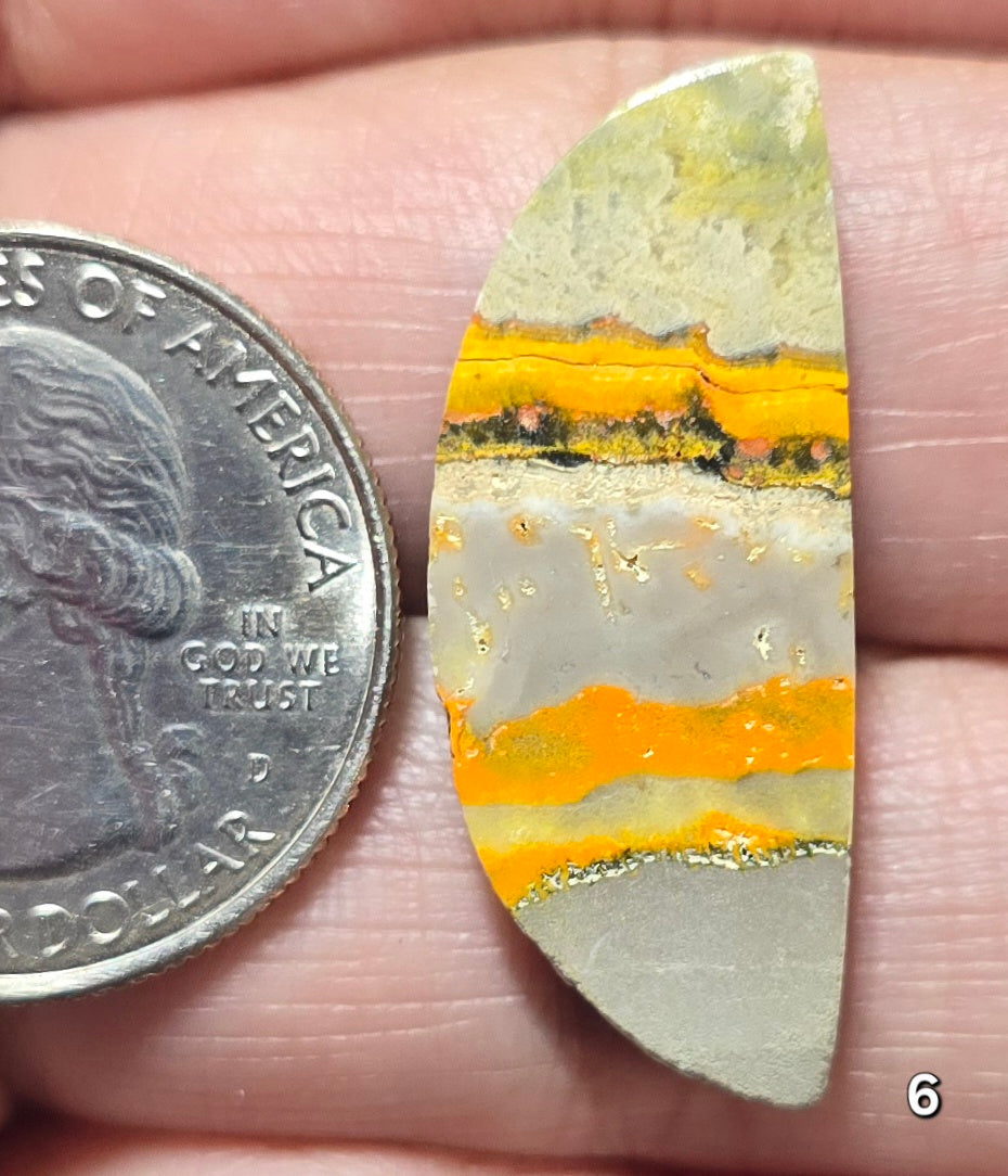 #6 Bumblebee Jasper