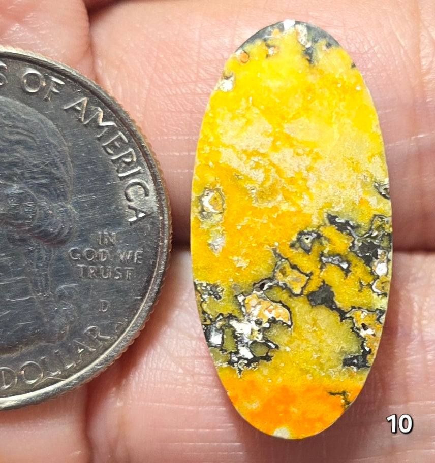 #10 Bumblebee Jasper
