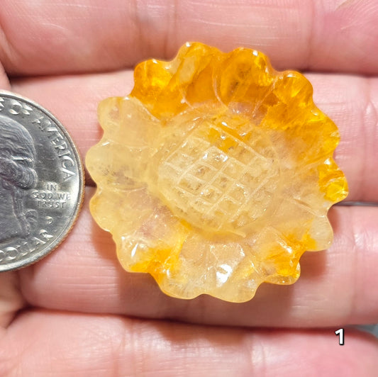 #1 Golden Healer Sunflower