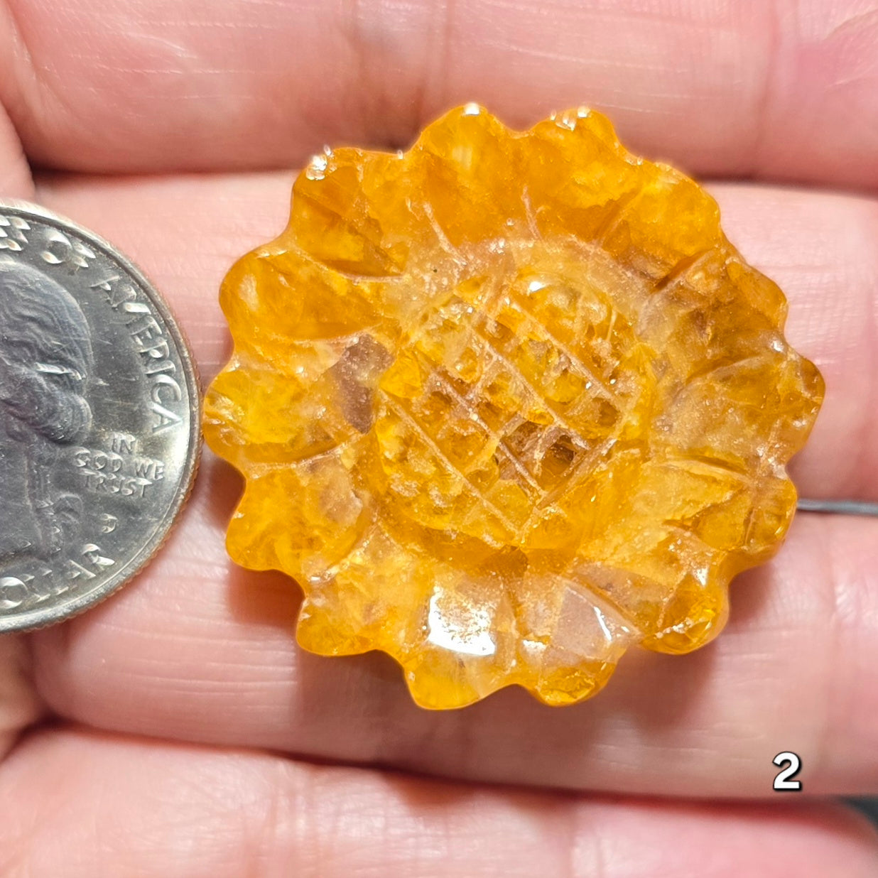 #2 Golden Healer Sunflower