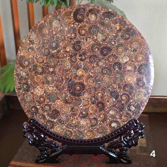 #4 10" Ammonite Fossil Plate