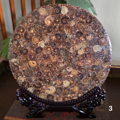 #3 10" Ammonite Fossil Plate