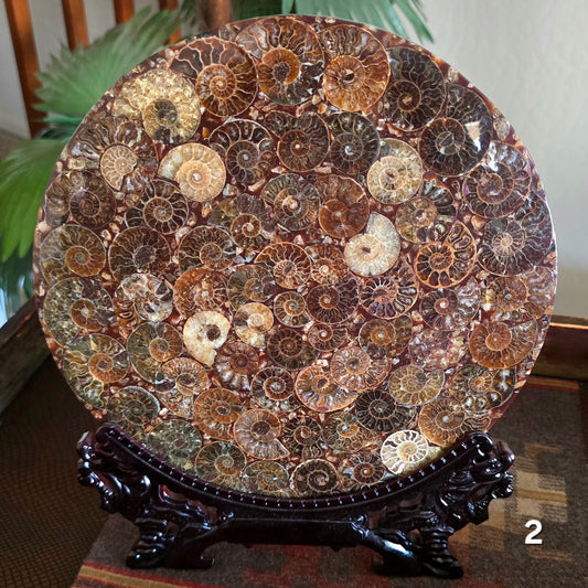 #2 10" Ammonite Fossil Plate