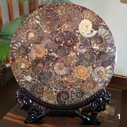 #1 10" Ammonite Fossil Plate