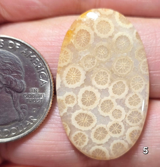 #5 Fossil Coral