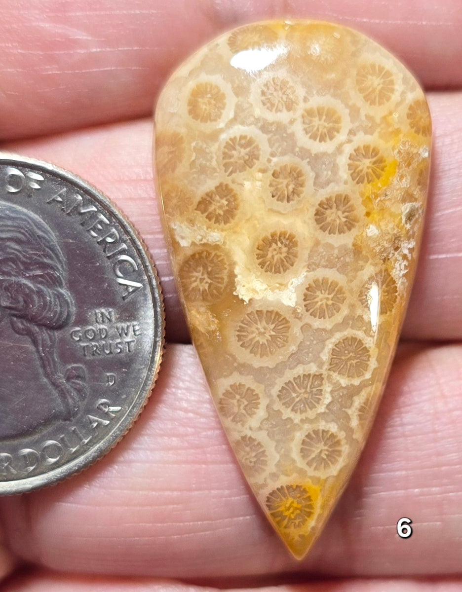 #6 Fossil Coral