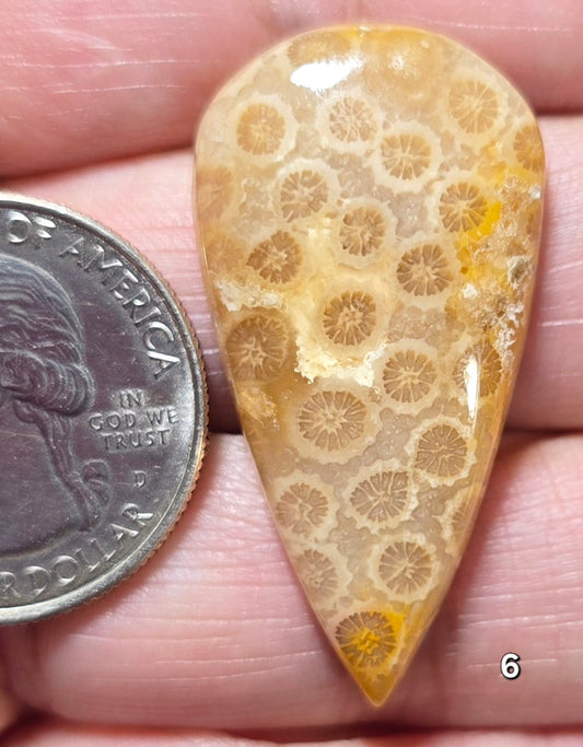 #6 Fossil Coral
